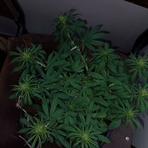 Pringles Chicão  growlog photo: Reguei hj com 2g de forth flores e 500ml de agua