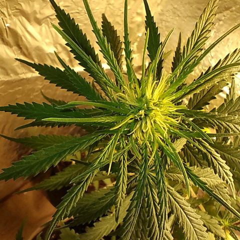 Pringles Chicão  growlog photo: Está desenvolvendo bem, arrumei o lst mais uma vez para ficar todos os topos na altura do menor, assim todos crescerão na mesma altura 