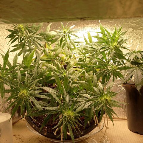 Pringles Chicão  growlog photo: Está desenvolvendo bem, arrumei o lst mais uma vez para ficar todos os topos na altura do menor, assim todos crescerão na mesma altura 