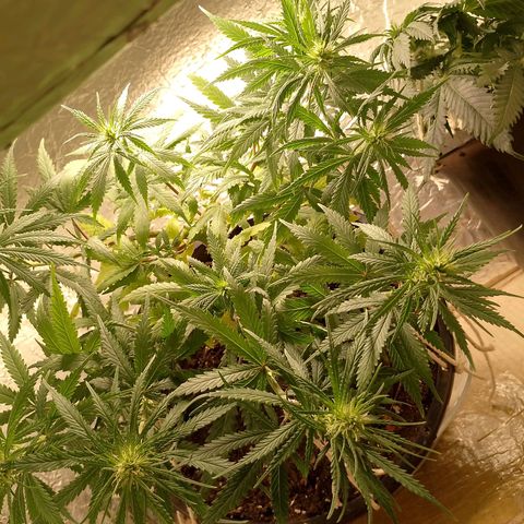 Pringles Chicão  growlog photo: Está desenvolvendo bem, arrumei o lst mais uma vez para ficar todos os topos na altura do menor, assim todos crescerão na mesma altura 