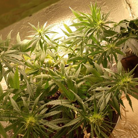 Pringles Chicão  growlog photo: Está desenvolvendo bem, arrumei o lst mais uma vez para ficar todos os topos na altura do menor, assim todos crescerão na mesma altura 