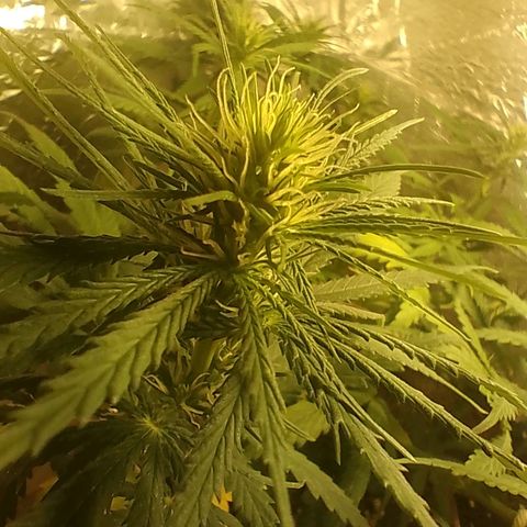 Pringles Chicão  growlog photo: Reguei com 2g de forth flores dnv 