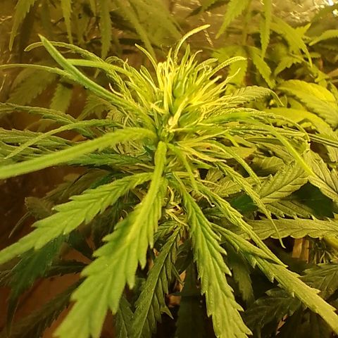 Pringles Chicão  growlog photo: Reguei com 2g de forth flores dnv 