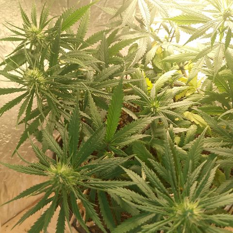Pringles Chicão  growlog photo: Reguei com 2g de forth flores dnv 