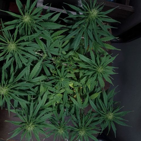 Pringles Chicão  growlog timeline photo