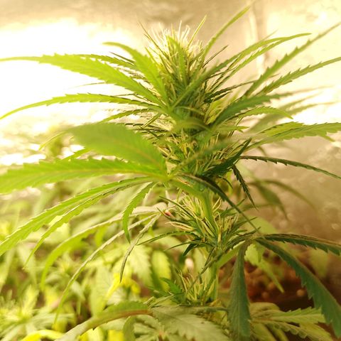 Pringles Chicão  growlog photo: Coloquei um pouco de bokashi e tirei todas as folhas amarelas e joguei um pouquinho de água de leve 