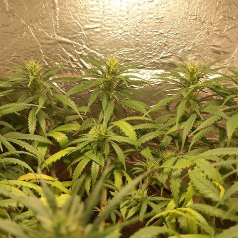 Pringles Chicão  growlog photo: Coloquei um pouco de bokashi e tirei todas as folhas amarelas e joguei um pouquinho de água de leve 