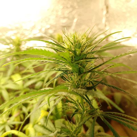 Pringles Chicão  growlog photo: Coloquei um pouco de bokashi e tirei todas as folhas amarelas e joguei um pouquinho de água de leve 