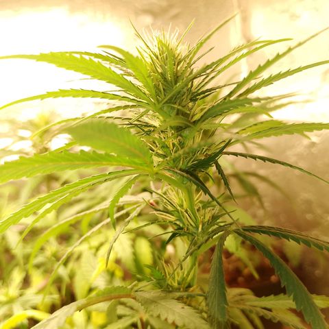 Pringles Chicão  growlog photo: Coloquei um pouco de bokashi e tirei todas as folhas amarelas e joguei um pouquinho de água de leve 