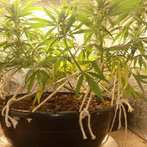 Pringles Chicão  growlog photo: Coloquei um pouco de bokashi e tirei todas as folhas amarelas e joguei um pouquinho de água de leve 