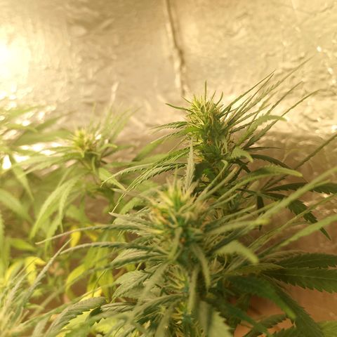 Pringles Chicão  growlog timeline photo