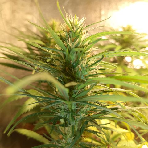 Pringles Chicão  growlog timeline photo
