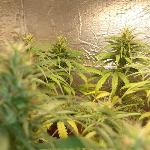 Pringles Chicão  growlog timeline photo