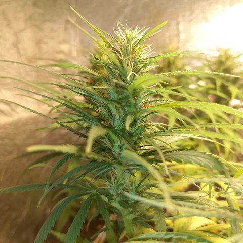 Pringles Chicão  growlog timeline photo