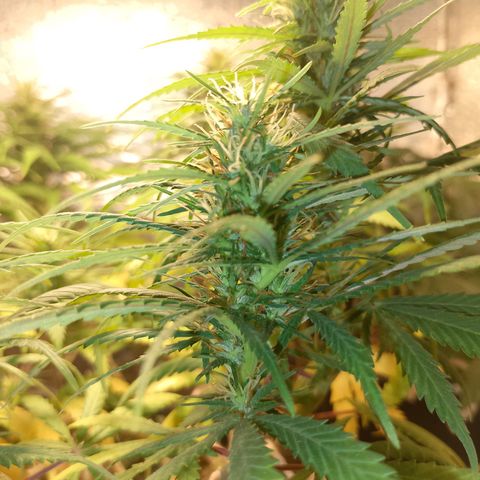 Pringles Chicão  growlog timeline photo