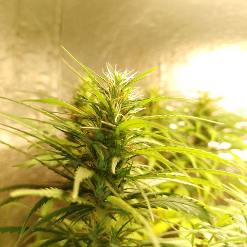 Pringles Chicão  growlog timeline photo
