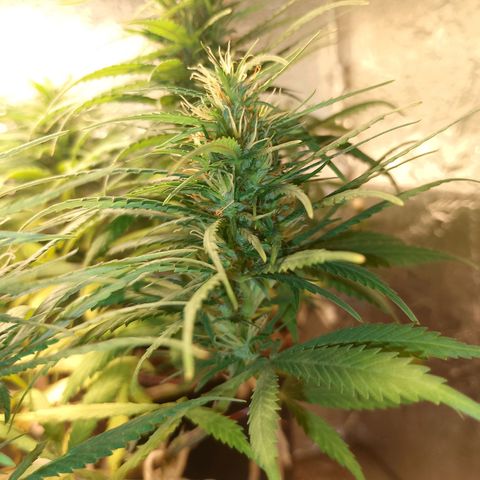 Pringles Chicão  growlog timeline photo