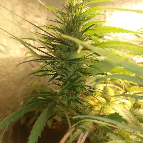 Pringles Chicão  growlog timeline photo