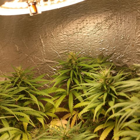 Pringles Chicão  growlog timeline photo