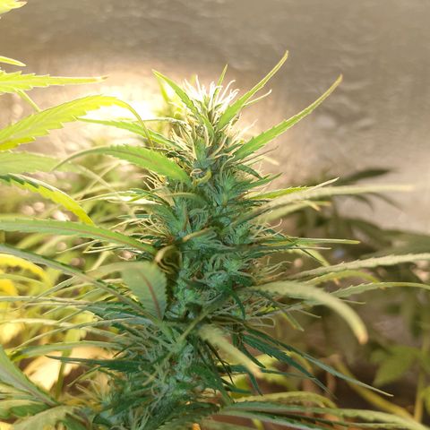 Pringles Chicão  growlog timeline photo