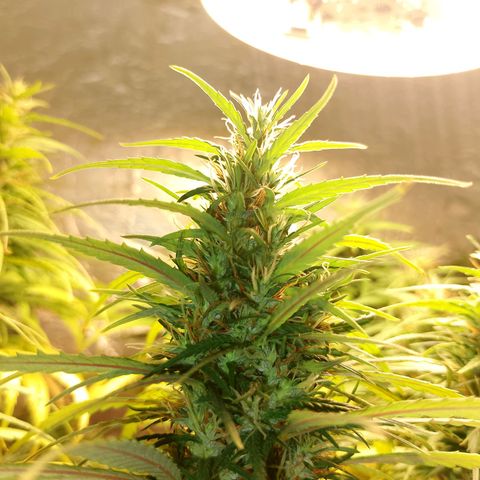 Pringles Chicão  growlog timeline photo