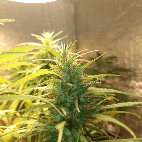 Pringles Chicão  growlog timeline photo