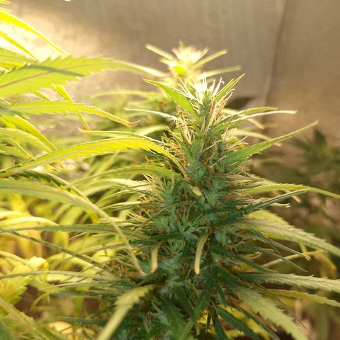Pringles Chicão  growlog timeline photo