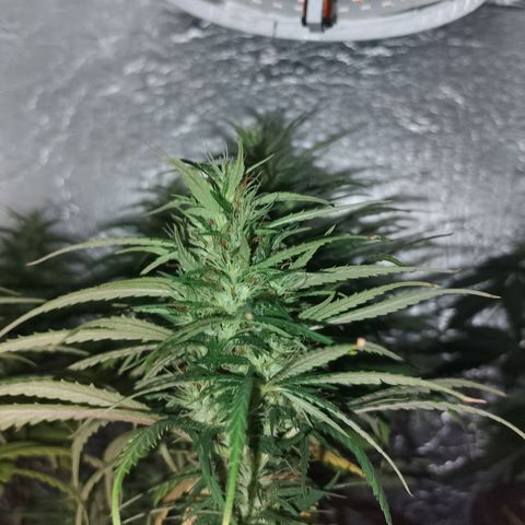 Pringles Chicão  growlog timeline photo