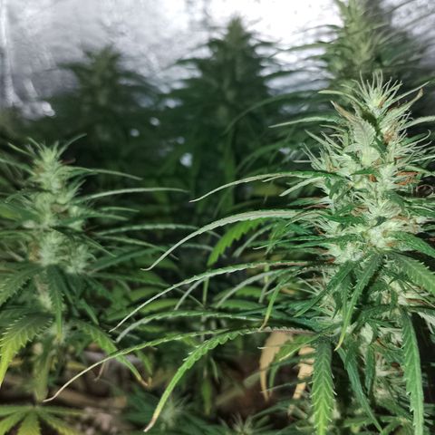Pringles Chicão  growlog timeline photo