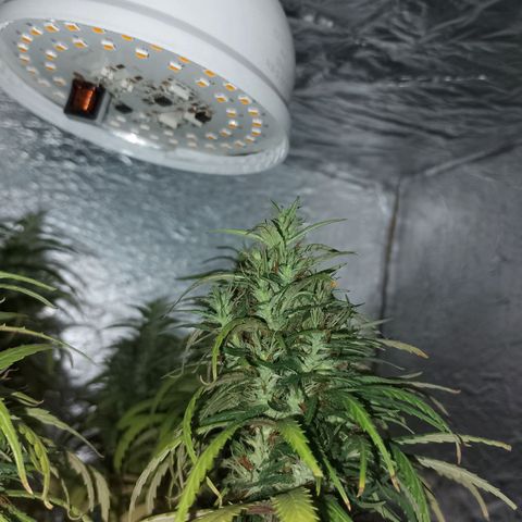Pringles Chicão  growlog timeline photo