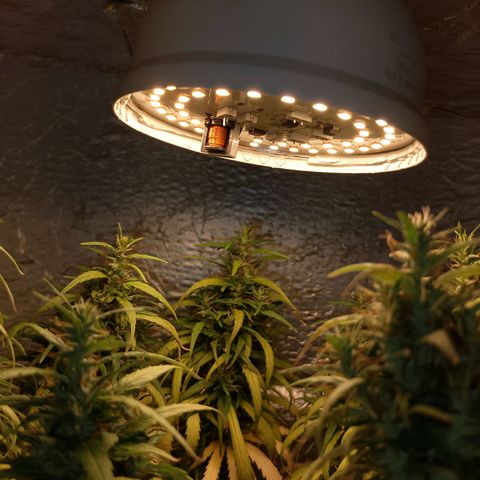 Pringles Chicão  growlog timeline photo