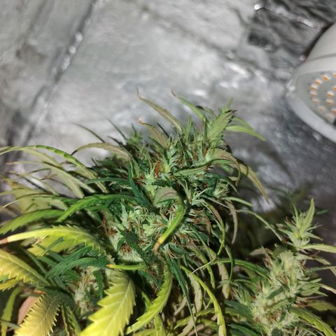 Pringles Chicão  growlog timeline photo
