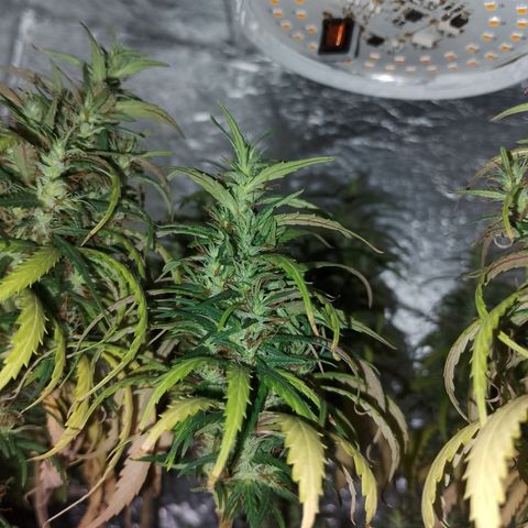 Pringles Chicão  growlog timeline photo