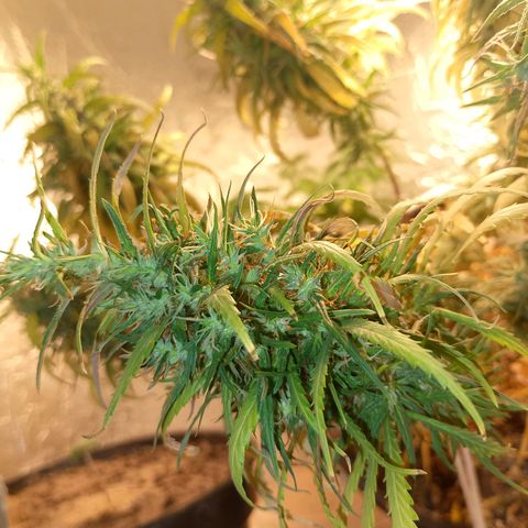 Pringles Chicão  growlog timeline photo