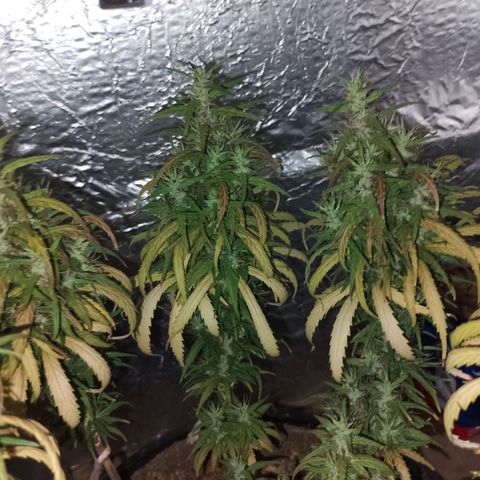 Pringles Chicão  growlog photo: Está ficando com uns tons roxeado 