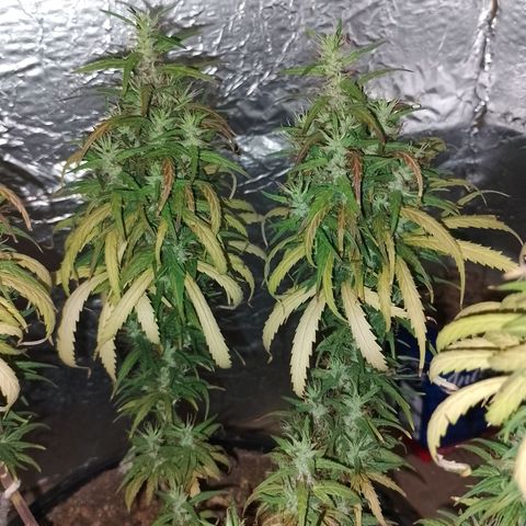 Pringles Chicão  growlog photo: Está ficando com uns tons roxeado 