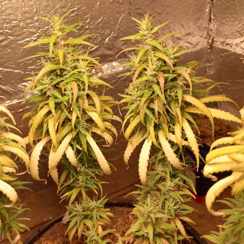 Pringles Chicão  growlog photo: Está ficando com uns tons roxeado 