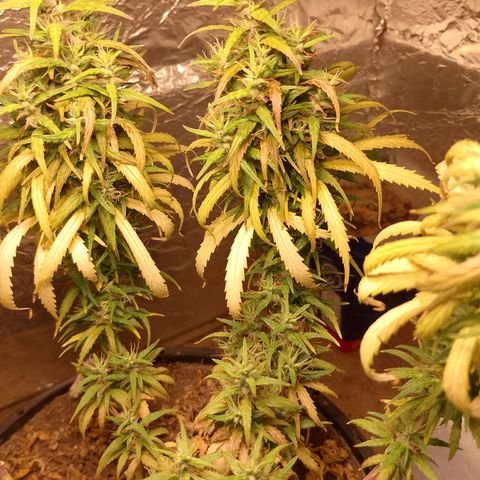 Pringles Chicão  growlog photo: Está ficando com uns tons roxeado 