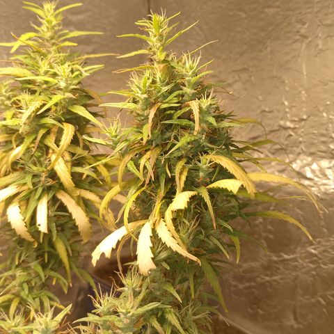 Pringles Chicão  growlog timeline photo