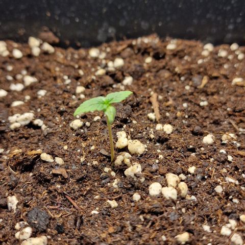 Critical Mass feminized growlog timeline photo