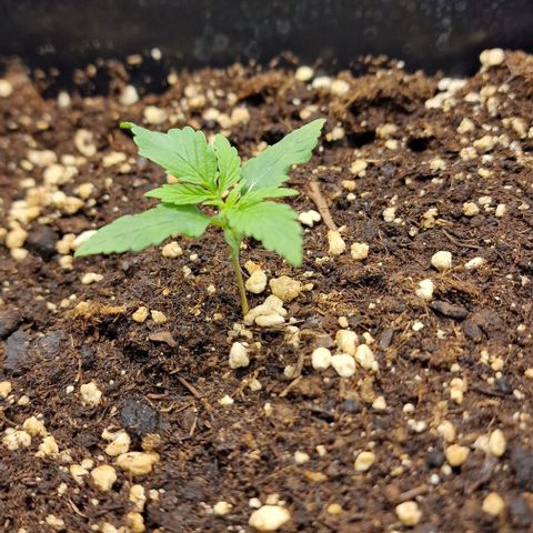 Critical Mass feminized growlog timeline photo