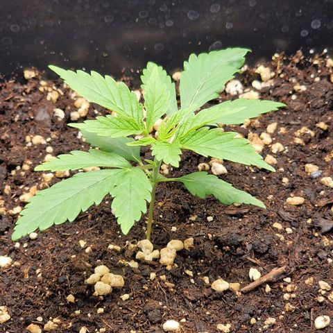 Critical Mass feminized growlog timeline photo