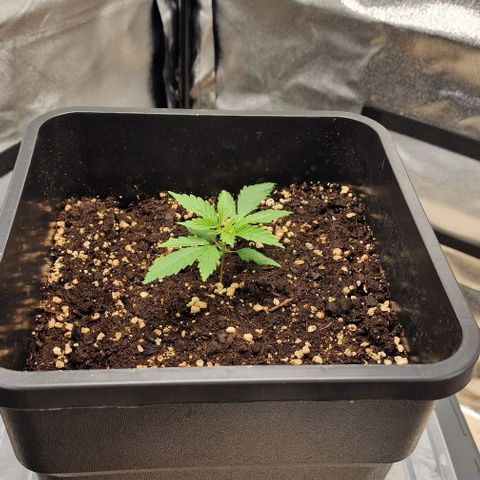 Critical Mass feminized growlog timeline photo