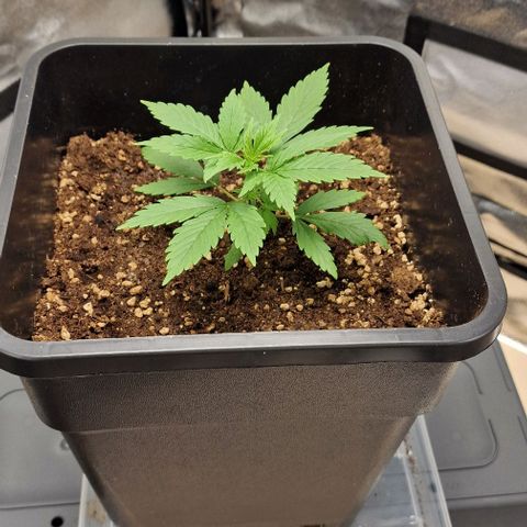 Critical Mass feminized growlog timeline photo
