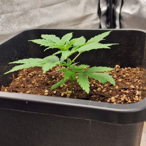 Critical Mass feminized growlog timeline photo