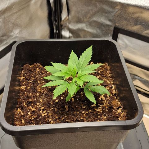 Critical Mass feminized growlog timeline photo