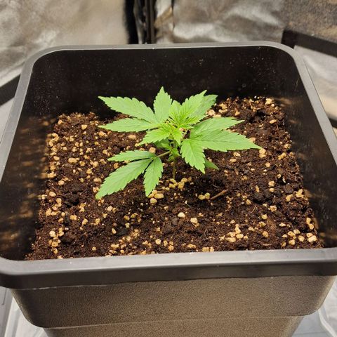 Critical Mass feminized growlog timeline photo