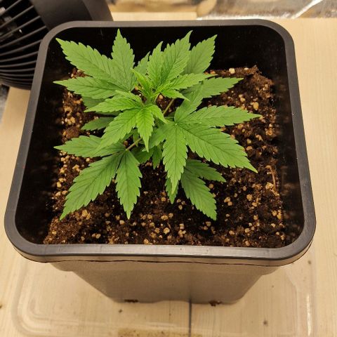 Critical Mass feminized growlog timeline photo