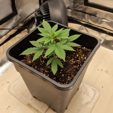 Critical Mass feminized growlog timeline photo