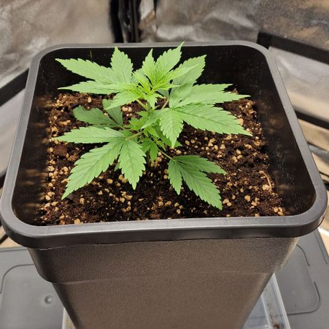 Critical Mass feminized growlog timeline photo